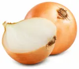 CIBUĽA ŽLTÁ VOĽNÁ