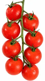 Cherry paradajky